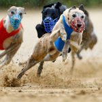 Betting Conditions for Greyhound Racing