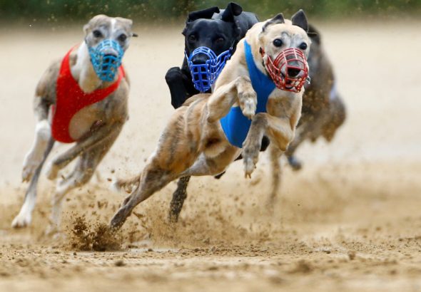 Betting Conditions for Greyhound Racing