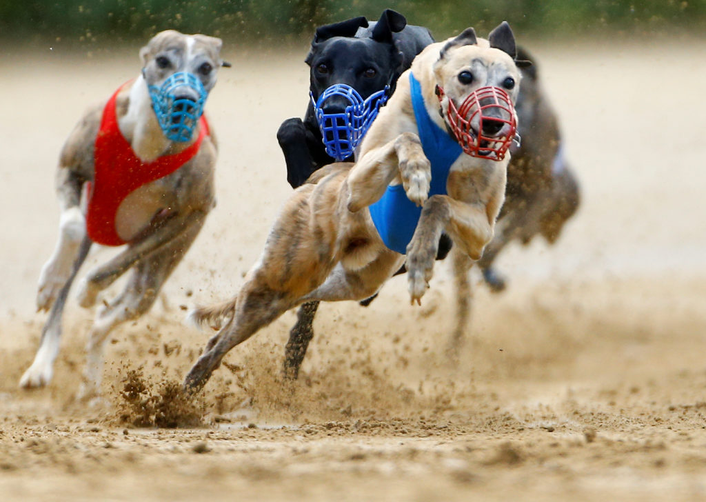 Betting Conditions for Greyhound Racing