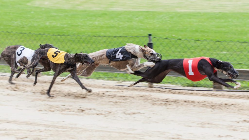 Greyhound Race Betting Analysis